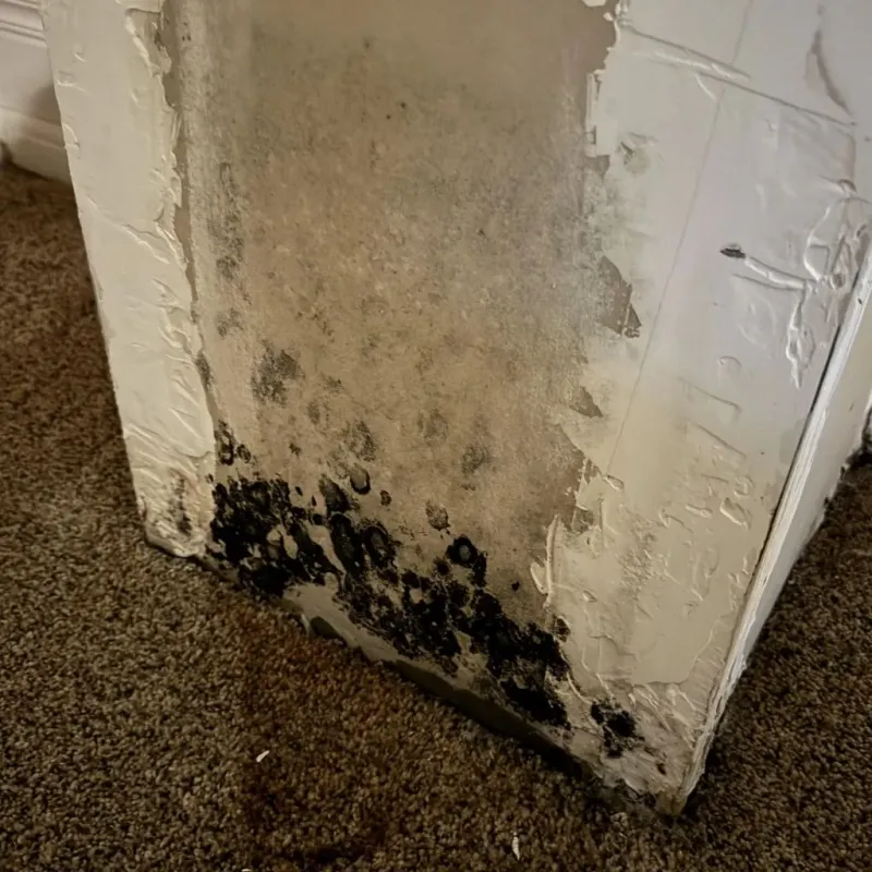Professional Mold Removal in Belleview, FL